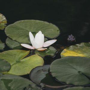 lilly